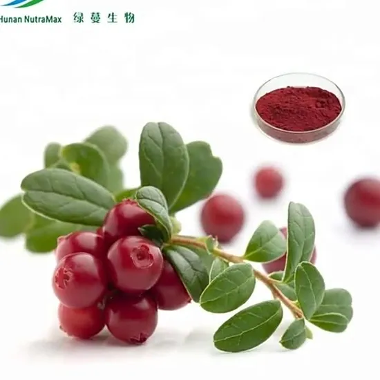 Black Currant Extract Powder Juice Powder / Juice Concentrate